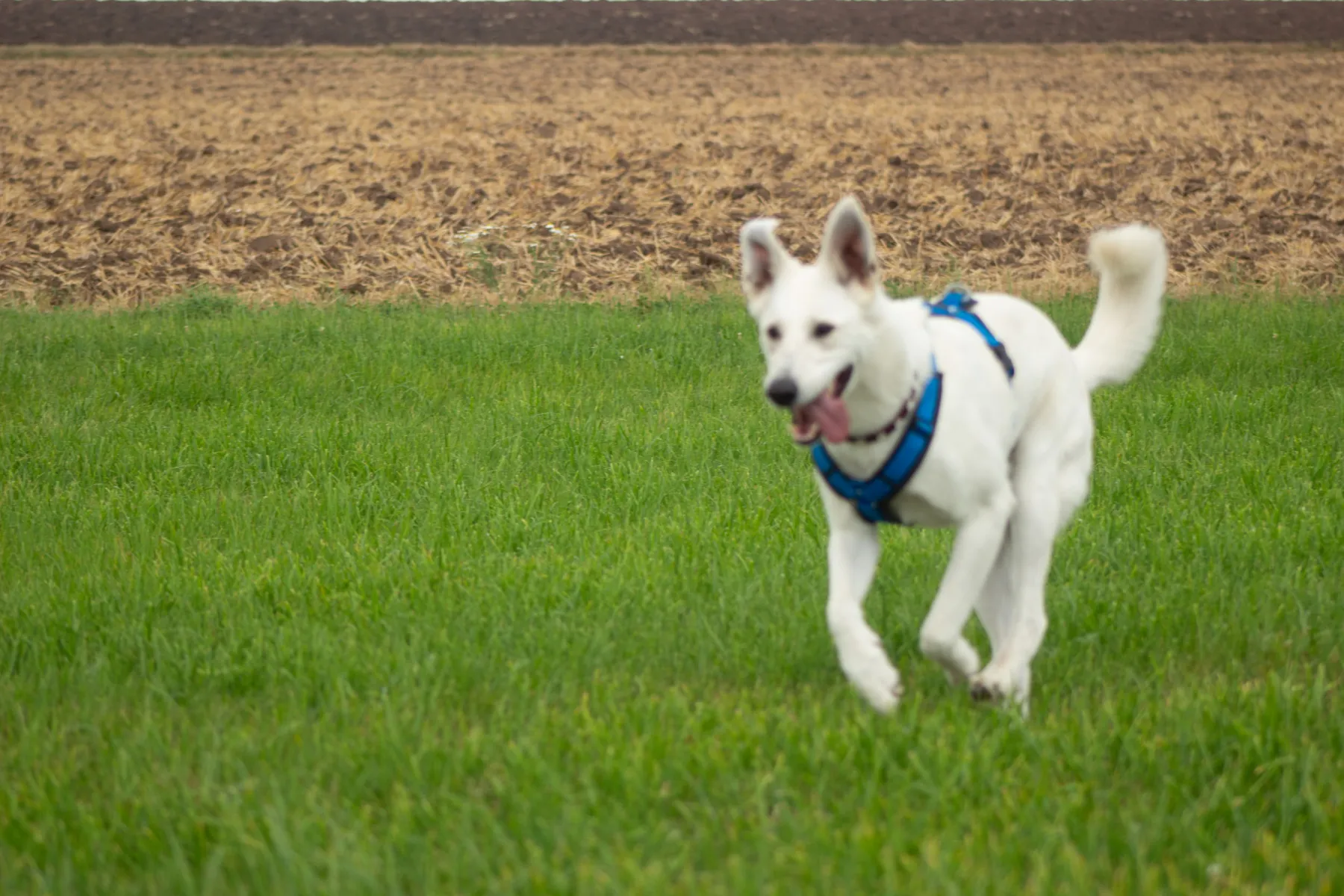 Weißer Hund läuft voller Freude über eine grüne Wiese