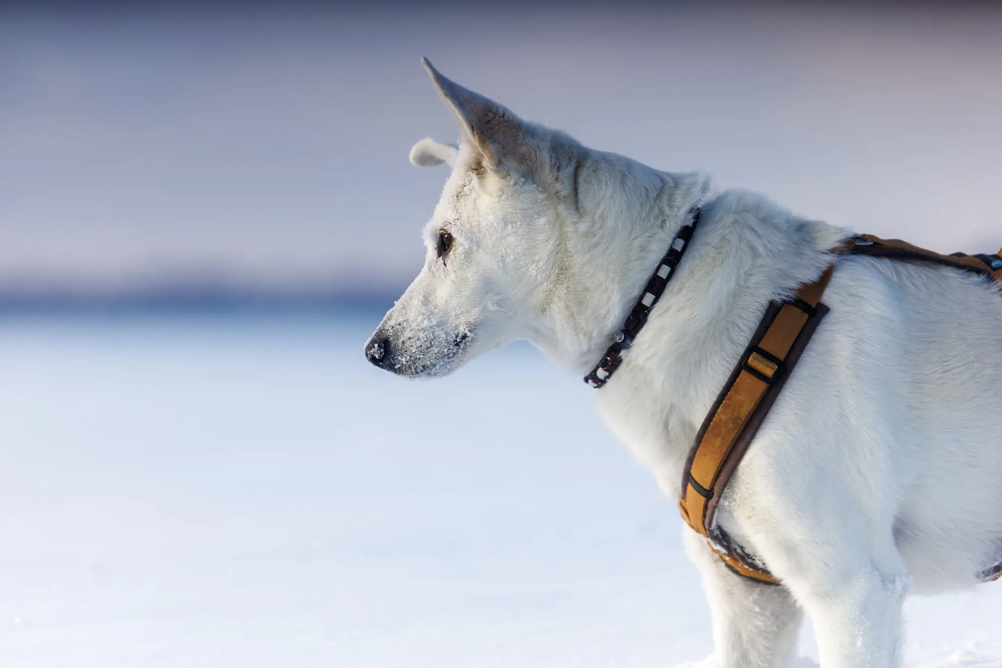 Profil eines weißen Hundes vor ruhiger Winterkulisse