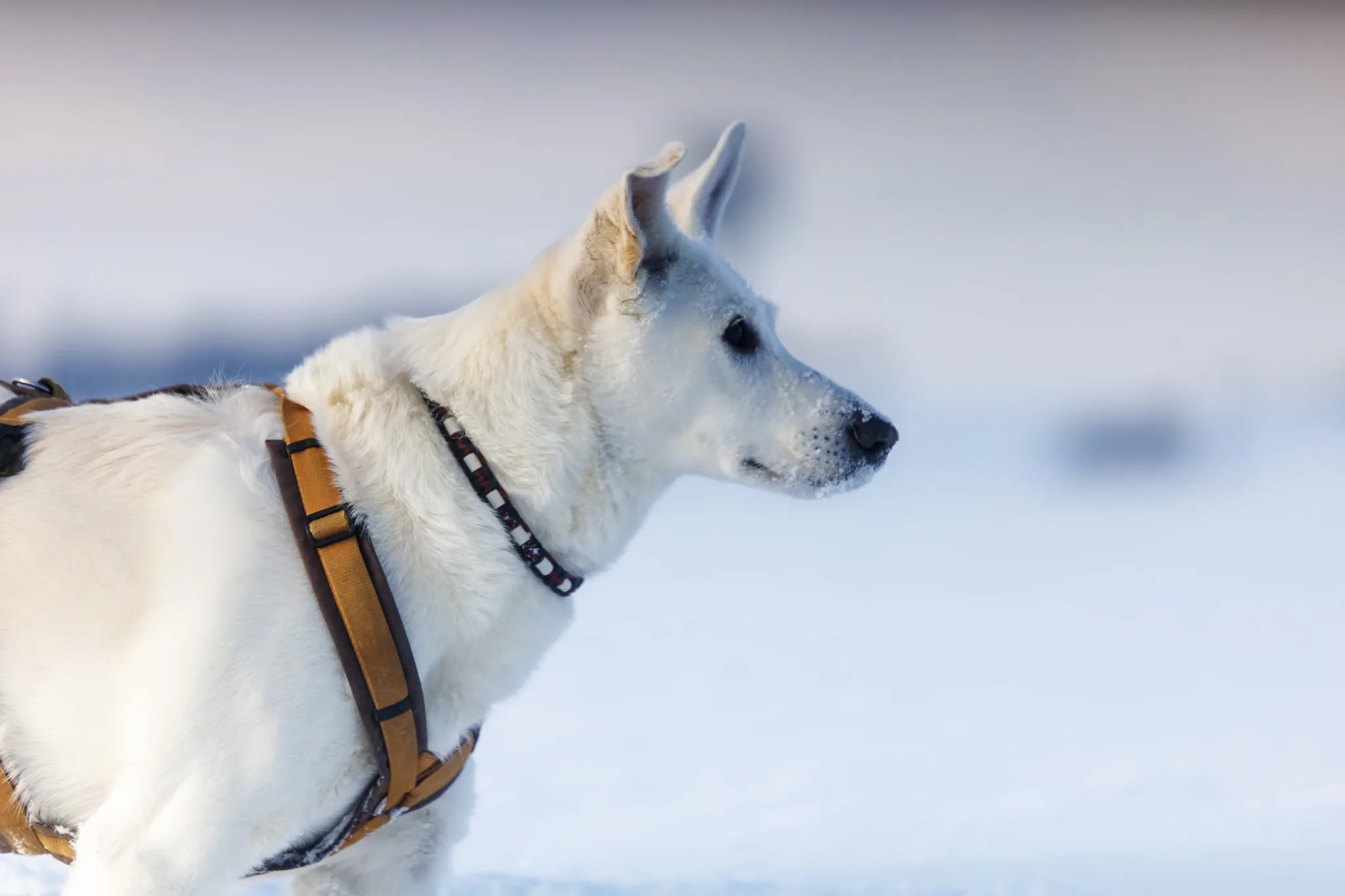 Ruhiges Seitenportrait eines weißen Hundes