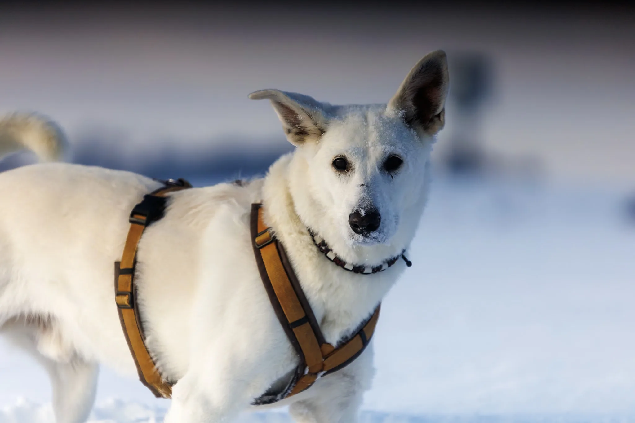 Weißer Hund blickt aufmerksam und ruhig nach vorn