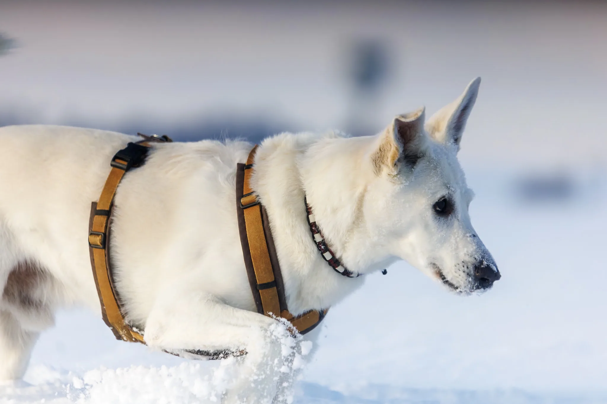 Weißer Hund bewegt sich konzentriert durch tiefen Schnee