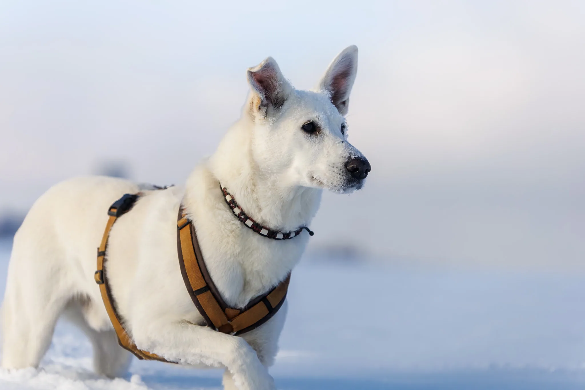 Hund in einer offenen verschneiten Landschaft