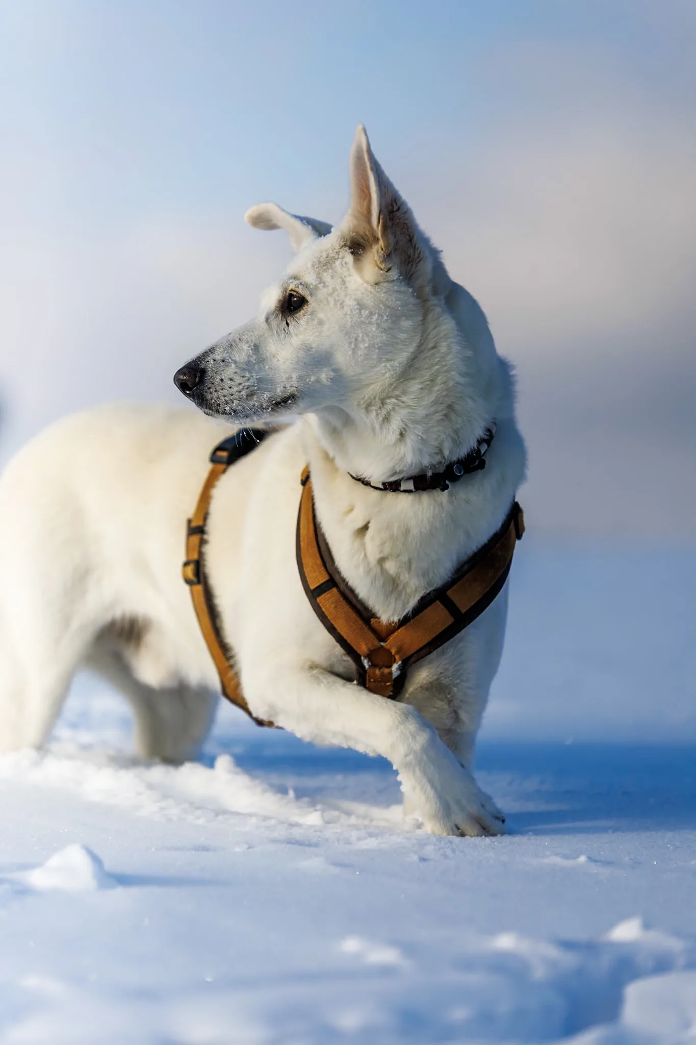 Hund dreht sich dynamisch im Schnee