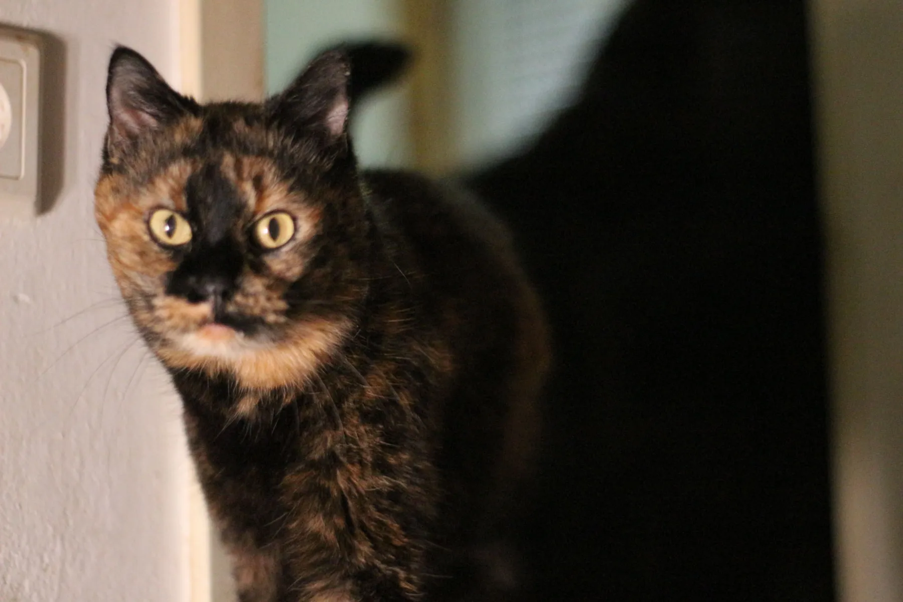 Schildpattkatze blickt aufmerksam an ihrem vertrauten Platz zuhause