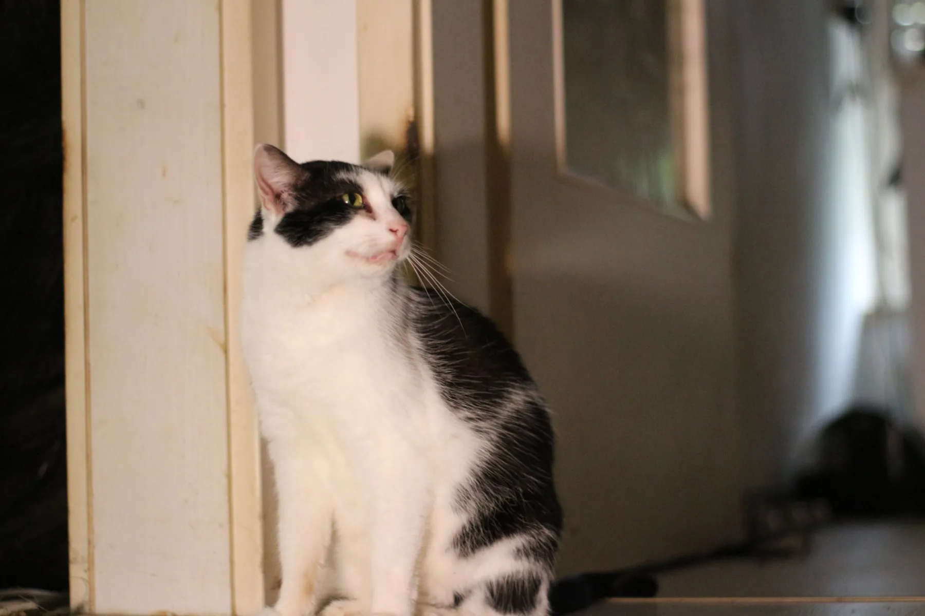 Schwarz-weiße Katze sitzt ruhig an ihrem vertrauten Platz zuhause